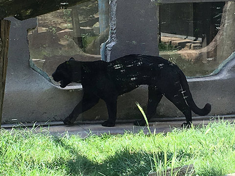 Okan Koleji Öğrencilerinin Artık Bir Jaguarı Var