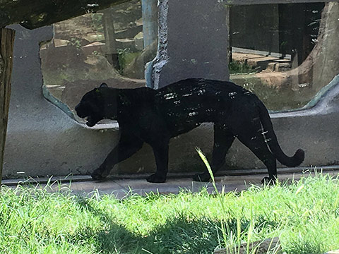 Okan Koleji Öğrencilerinin Artık Bir Jaguarı Var 